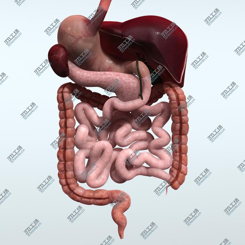 images/goods_img/202105073/Realistic Human Digestive System/5.jpg